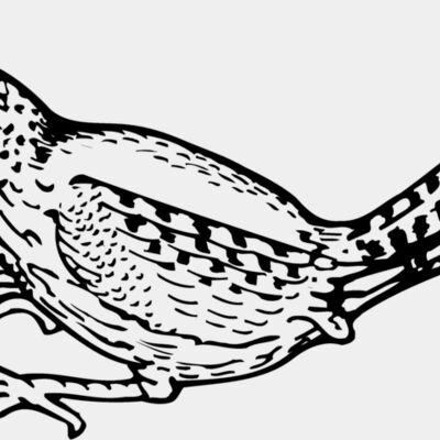 BIRD041 Thumbnail