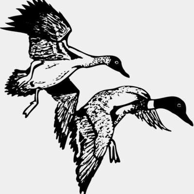 BIRD088 Thumbnail