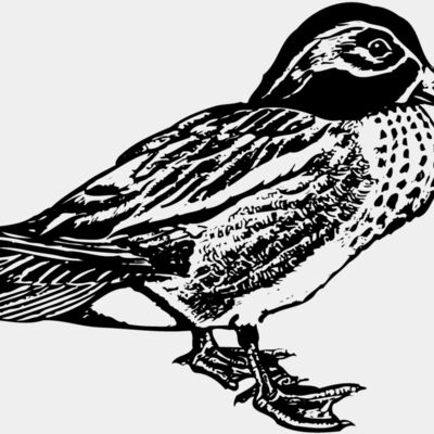 BIRD094 Thumbnail