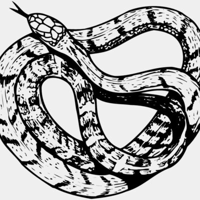 SNAKE003 Thumbnail