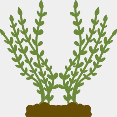 Plants 4 Thumbnail